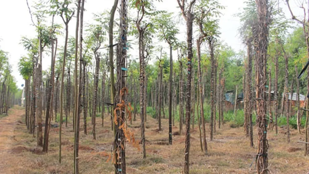 Hồ tiêu rụng bông và chết hàng loạt ở Bình Phước.  Ảnh: HOÀNG BẮC