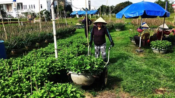 Làng hoa cúc Bình Định lo mất vụ tết