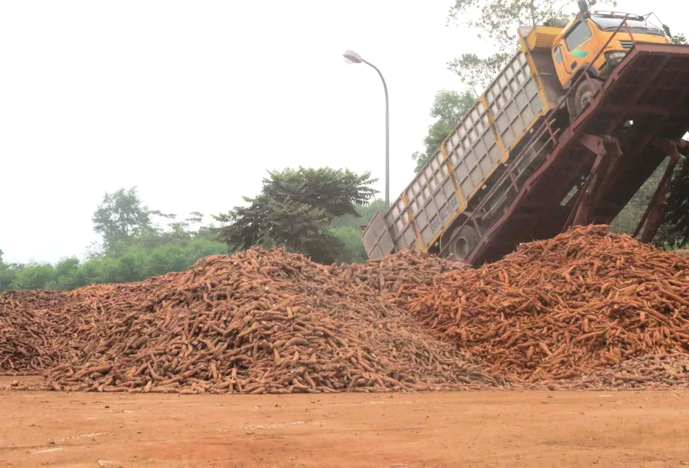 Mặc dù đã bị yêu cầu ngừng hoạt động,  nhưng nhà máy chế biến tinh bột sắn vẫn hoạt động bình thường