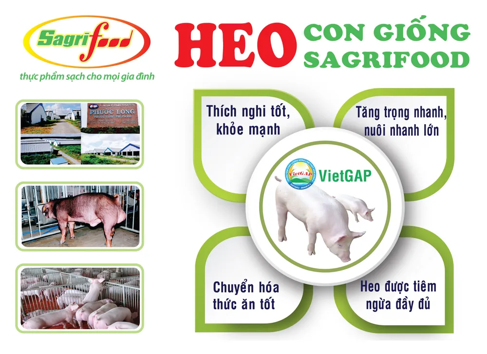 SAGRIFOOD – Nơi cung cấp heo con giống và giải pháp chăn nuôi an toàn
