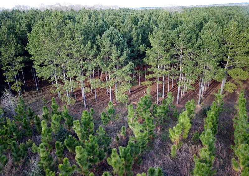 Mỹ đang có kế hoạch trồng 1.000 tỷ cây xanh  để chống biến đổi khí hậu