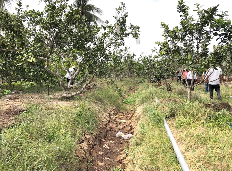 Hạn mặn vẫn đeo bám ĐBSCL ảnh 1