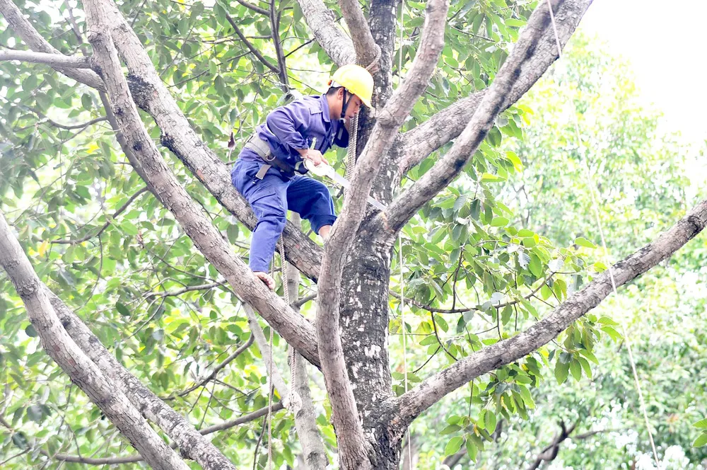 Kiểm tra, cắt tỉa cây xanh trên toàn TPHCM