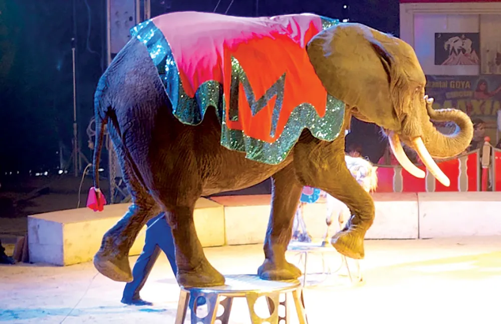 Hình ảnh này sẽ không còn xuất hiện trong các đoàn xiếc lưu động ở Pháp