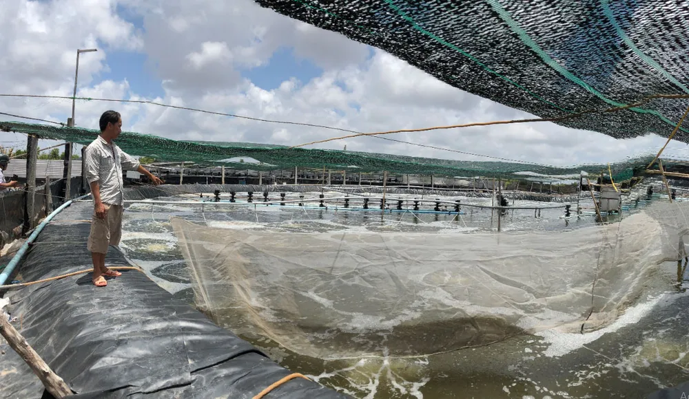 Ông Phan Văn Quẹo phấn khởi sau 2 vụ nuôi tôm công nghệ cao đạt kết quả tốt