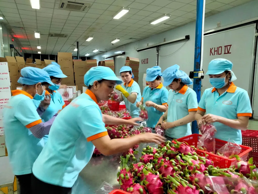 Nông sản Việt được đóng gói để xuất khẩu 