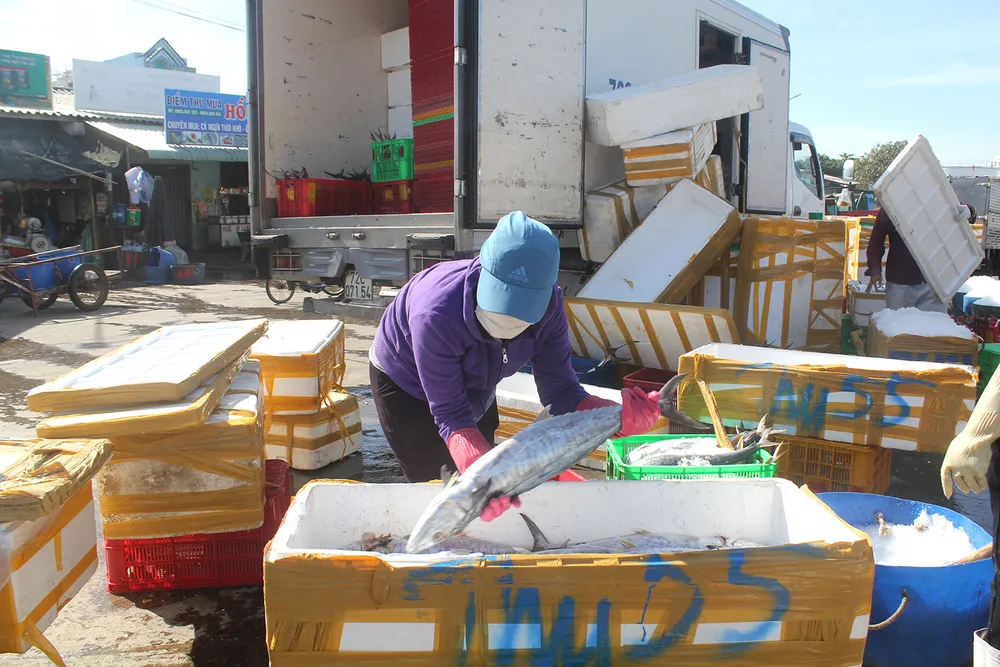 Lên hàng hải sản ở cảng cá Phước Tỉnh, huyện Long Điền,  tỉnh Bà Rịa - Vũng Tàu