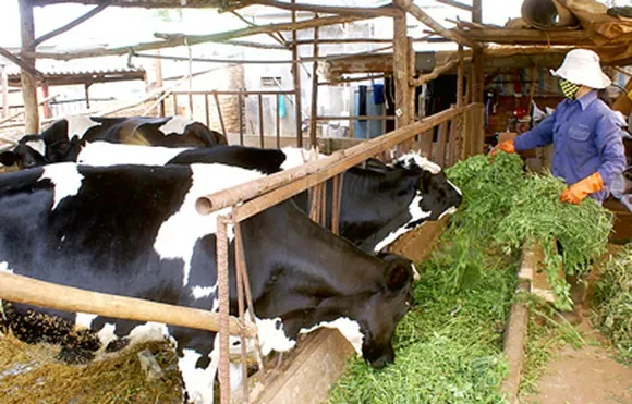 ĐBSCL: Người nuôi bò sữa lao đao  vì không bán được sữa 