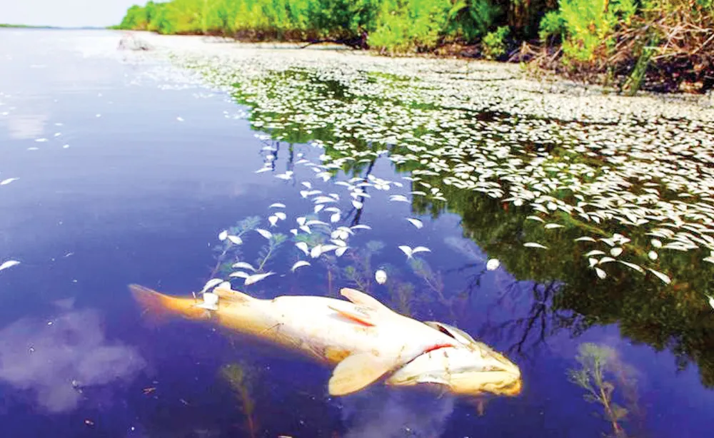 Cá chết hàng loạt do ô nhiễm môi trường ở bang Lousiana, Mỹ 