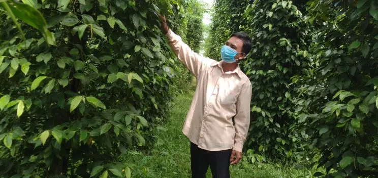 Đi lên nhờ trồng tiêu sạch ảnh 2