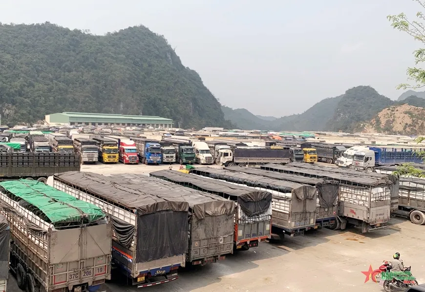 Tổ chức lại ngành hàng từ sản xuất đến thị trường