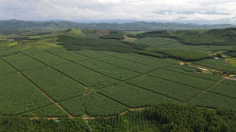 Chinh phục nhiều thị trường "khó tính", thương hiệu chuối KDA của Việt Nam khẳng định vị thế trên thị trường quốc tế  ảnh 2