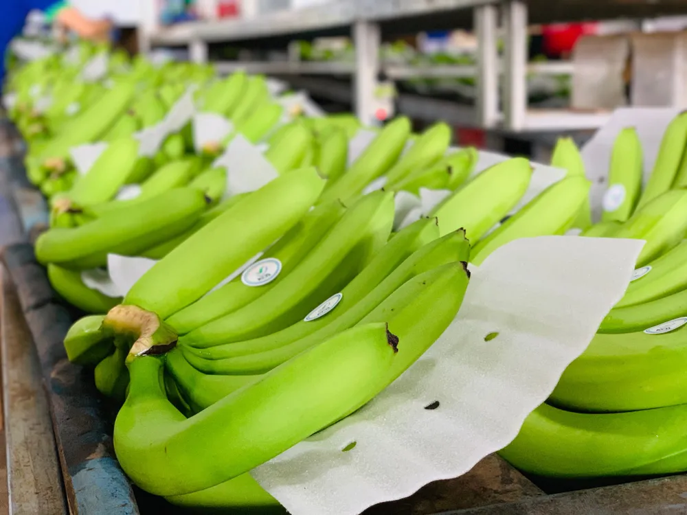 Chinh phục nhiều thị trường "khó tính", thương hiệu chuối KDA của Việt Nam khẳng định vị thế trên thị trường quốc tế  ảnh 1