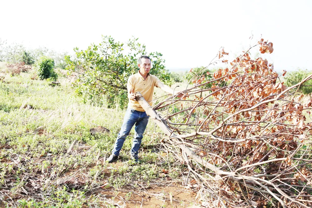 Vườn điều của gia đình chị Loan (xã Đắk Ngo, huyện Tuy Đức, tỉnh Đắk Nông) bị kẻ xấu cưa hạ. Ảnh:  MAI CƯỜNG