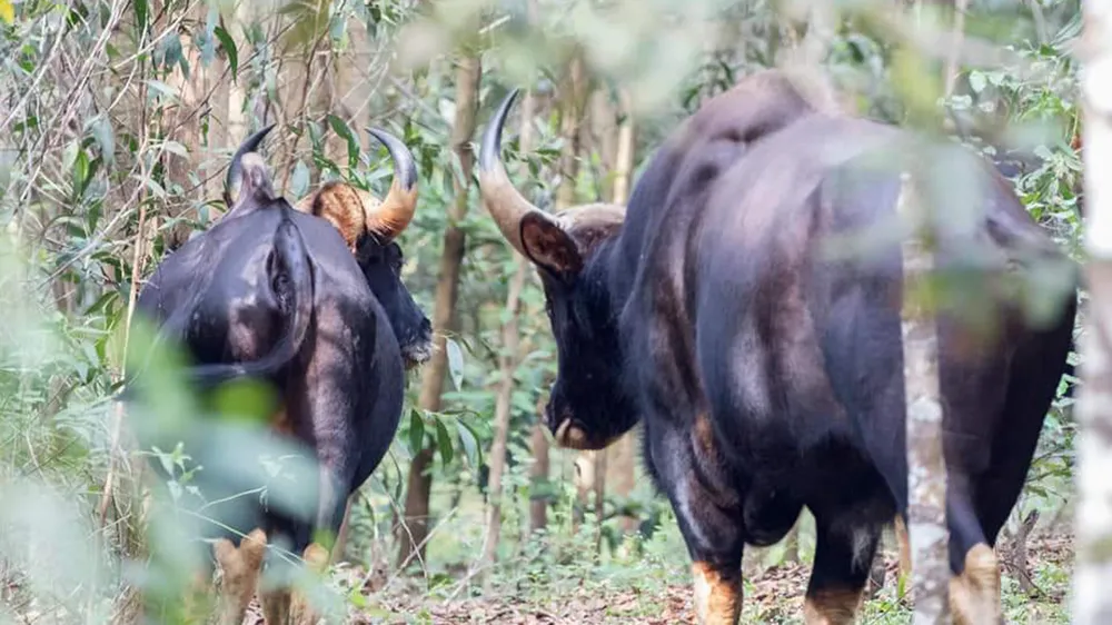 Phản hồi bài viết Băn khoăn vị trí dự kiến xây cầu Mã Đà: Nên điều chỉnh hướng tuyến tránh vùng lõi khu bảo tồn  ảnh 2