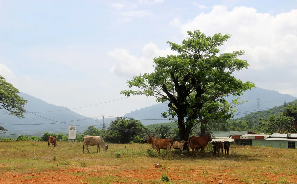 Dự án nâng cấp, tôn tạo Di tích lịch sử Điểm chiến thắng Đèo Nhông thành nơi... thả bò.  Ảnh: NGỌC OAI