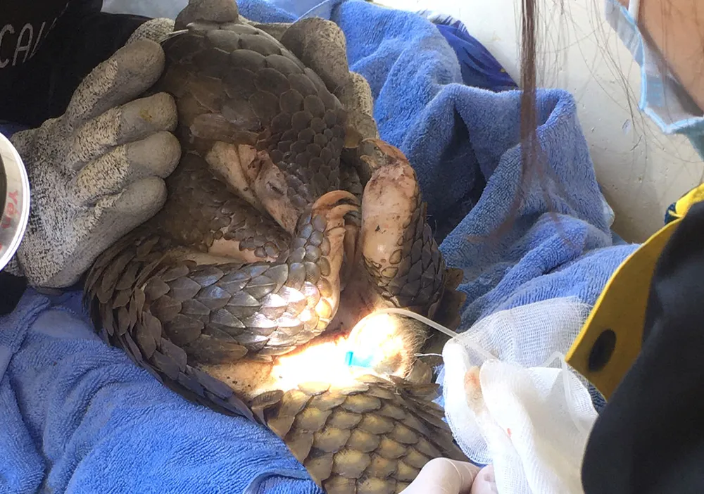 Giải cứu thú hoang  ảnh 5