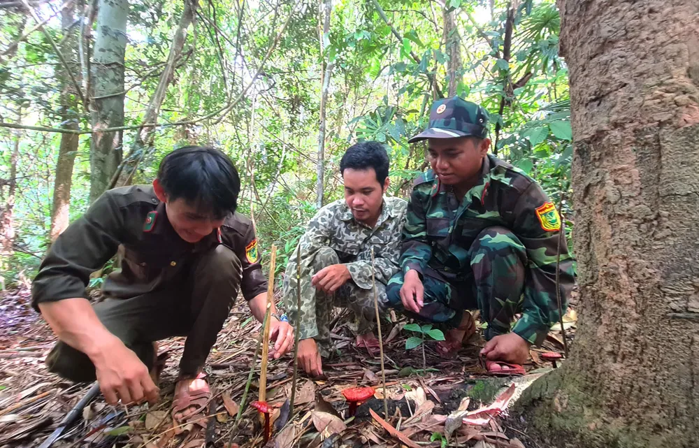 Hai cây nấm lim xanh bên thân cây lim  đã mục được tổ tuần tra Vườn quốc gia Sông Thanh đánh dấu. Ảnh: NGUYỄN CƯỜNG
