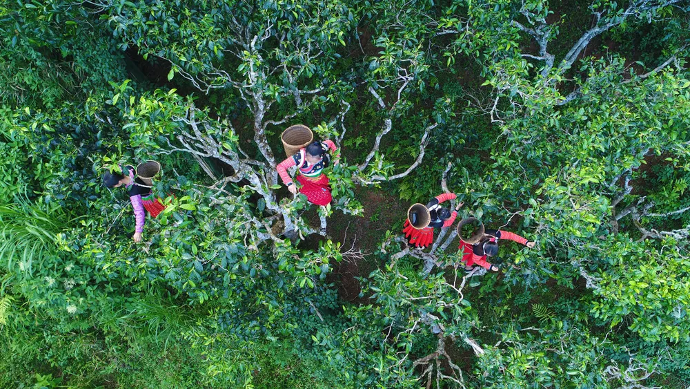 Đẩy mạnh hợp tác quảng bá đưa chè shan tuyết cổ thụ Việt Nam ra thị trường quốc tế