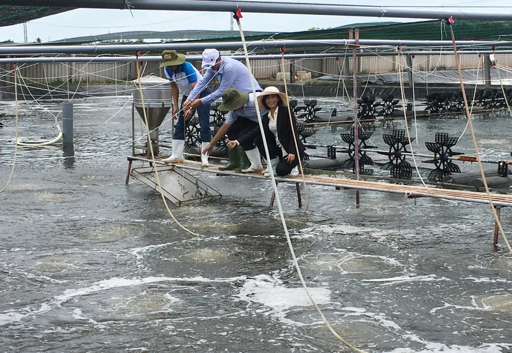  Diện tích nuôi tôm ứng dụng công nghệ cao  tại Bến Tre đã tăng thêm 493ha. Ảnh: HOÀNG TRUNG