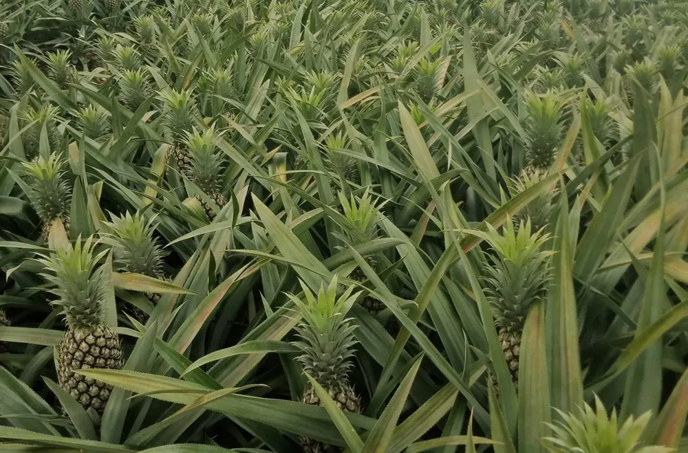 Những nương dứa ở xã Bản Lầu (huyện Mường Khương, Lào Cai) vào mùa thu hoạch