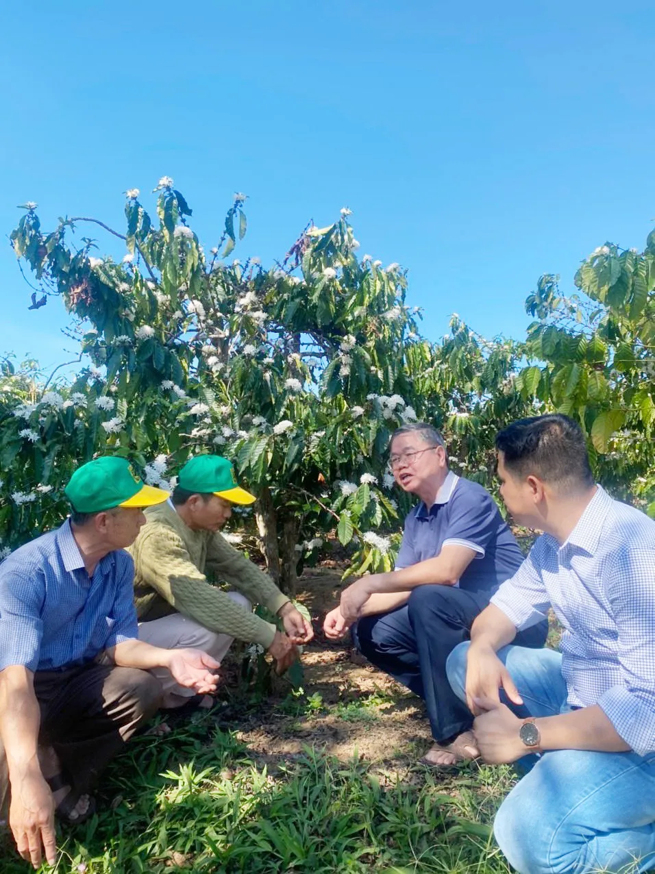 Chuyên gia hướng dẫn kỹ thuật chăm sóc cà phê cho nông dân Tây Nguyên