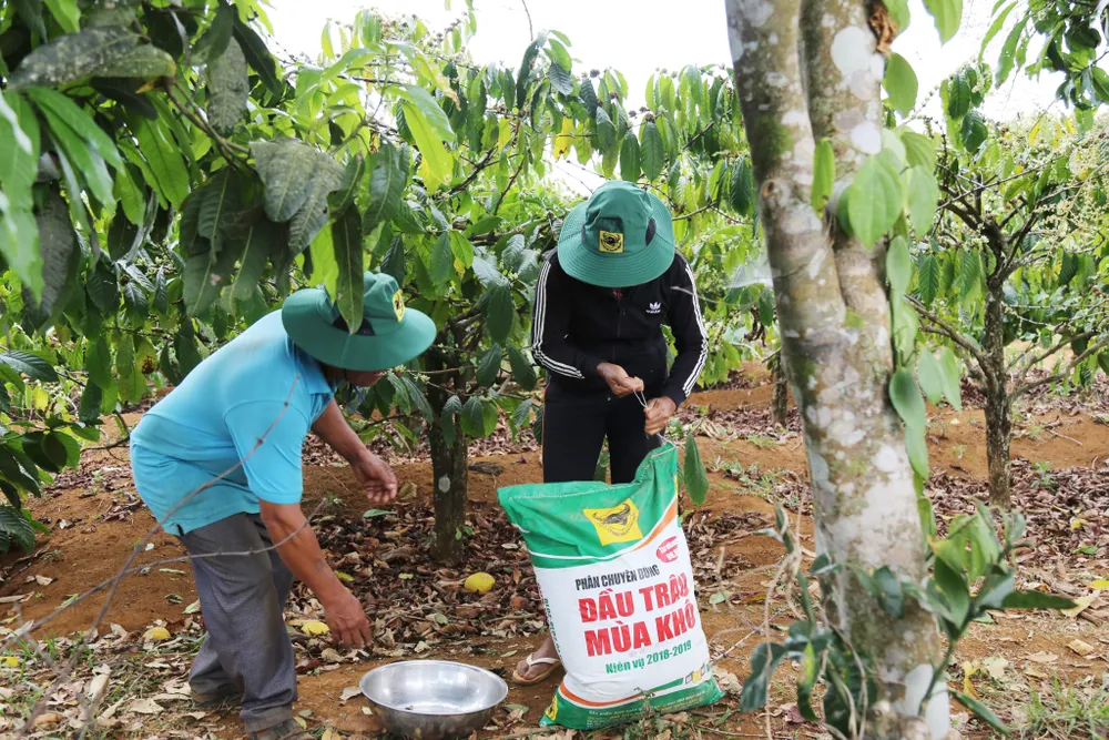 Người nông dân Tây Nguyên thường xuyên sử dụng phân bón Đầu Trâu của Bình Điền để bón cho cà phê