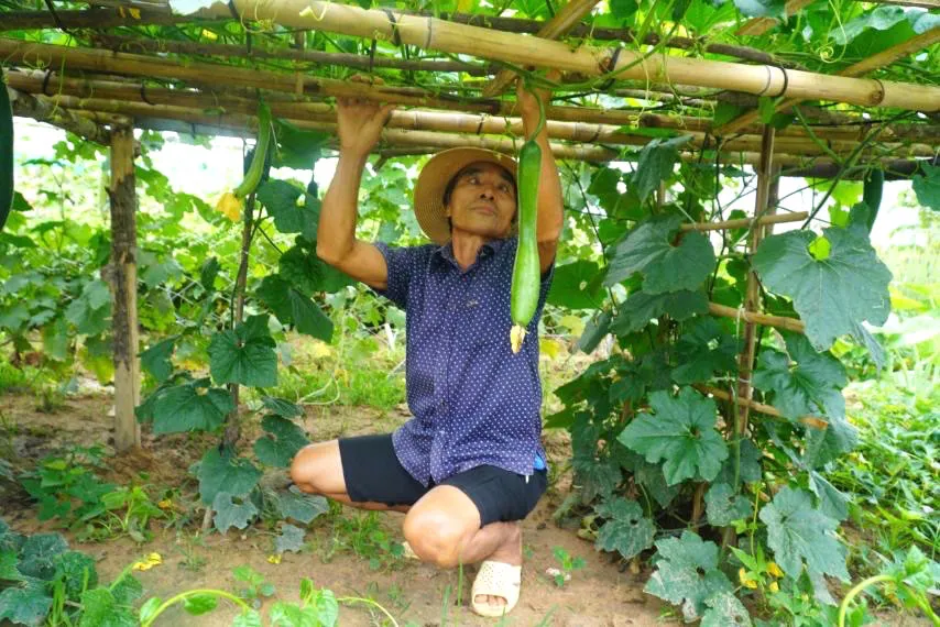 Người dân trồng rau, quả ở khu tái định cư