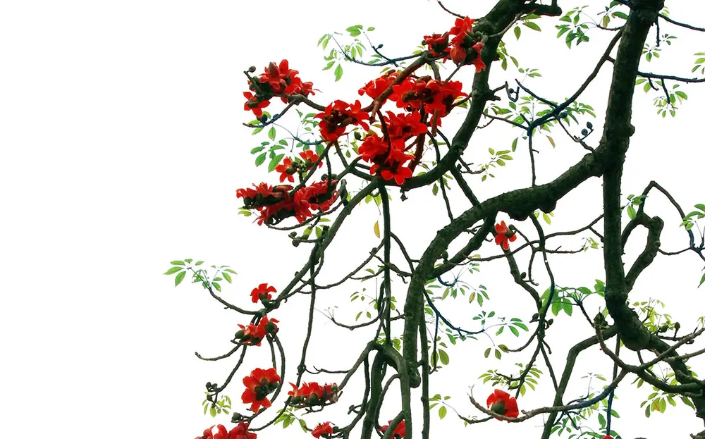 Mùa hoa gạo nở trong ký ức