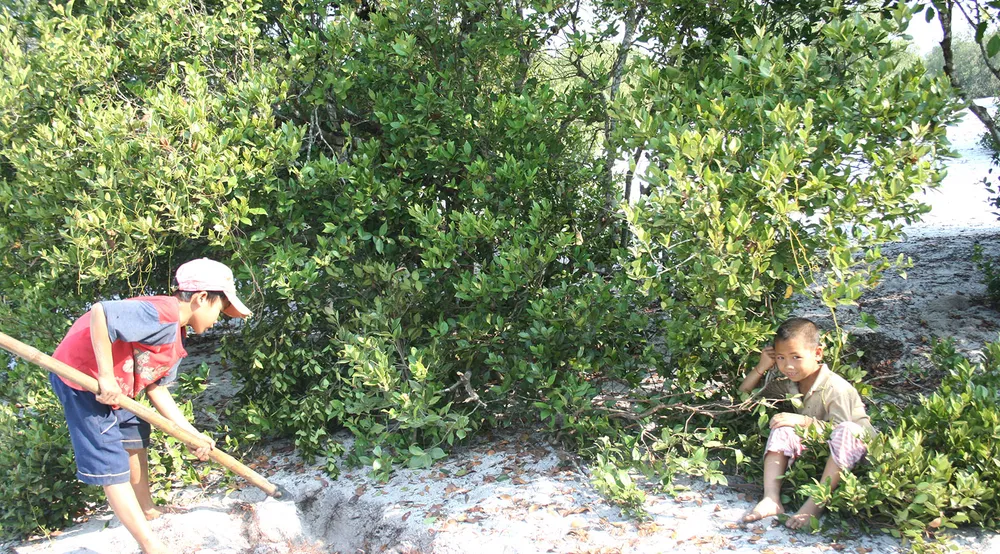 Mùa hè trẻ em rong ruổi dưới tán trâm bầu