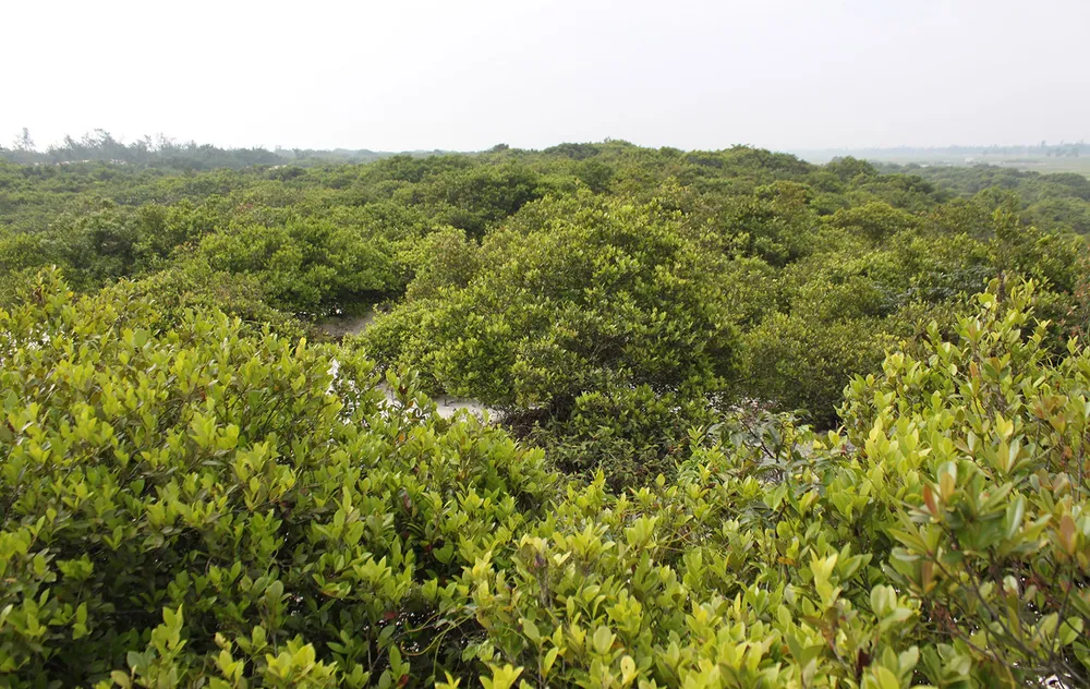 Bát ngát xanh rừng trâm bầu