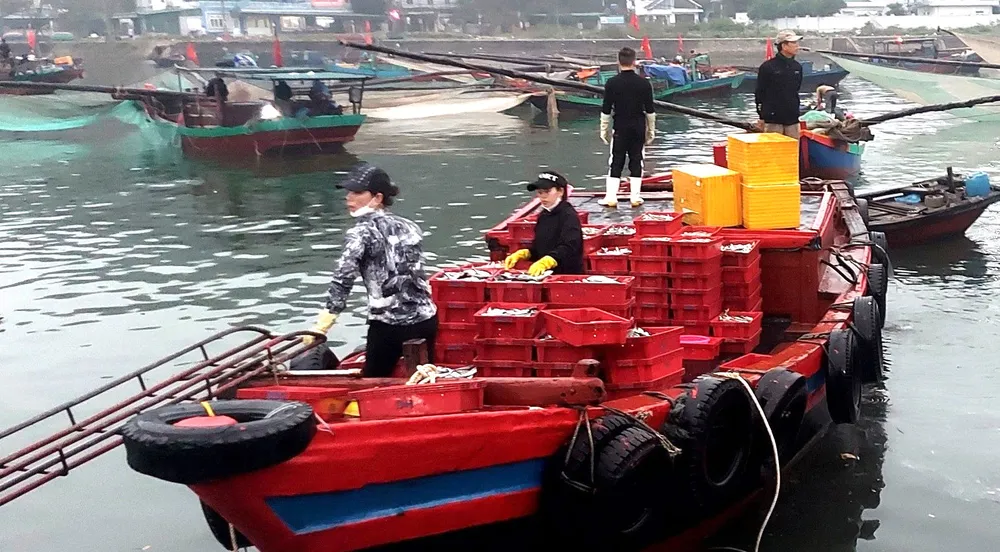 Thuyền về đầy ắp cá