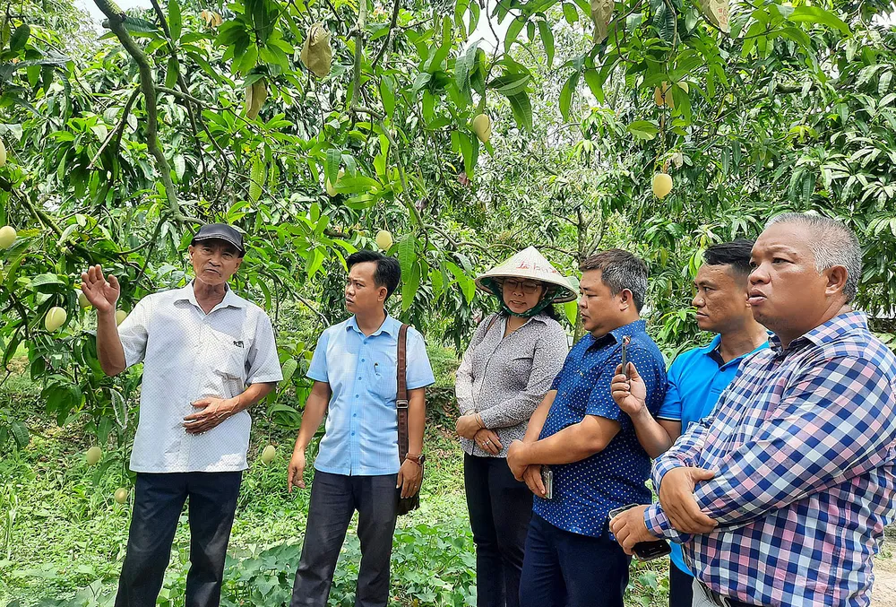 Khách tham quan vườn xoài tại xã Mỹ Xương, huyện Cao Lãnh, tỉnh Đồng Tháp. Ảnh: TÍN HUY