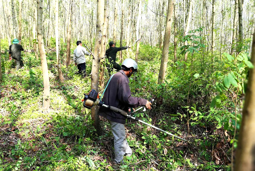 Phát dọn cây bụi, thực bì dưới tán rừng trồng gỗ lớn ở huyện Vĩnh Thạnh (Bình Định)