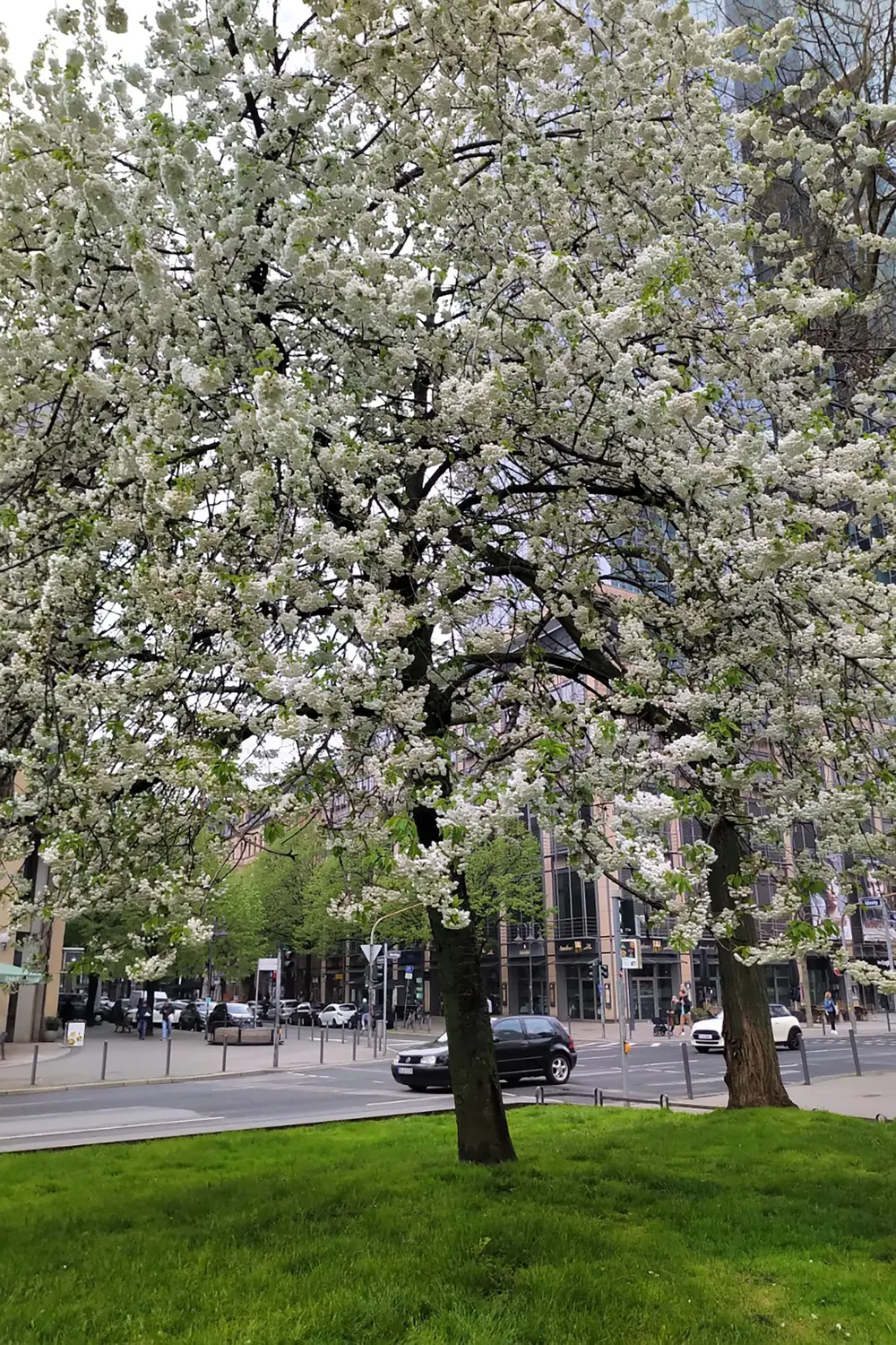 Hoa anh đào ở Nhật Bản