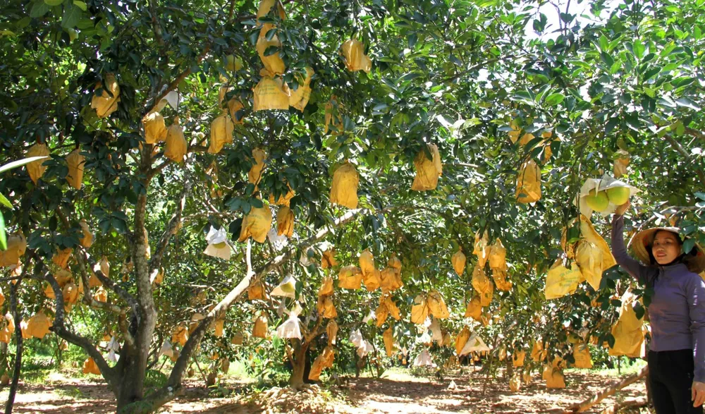 Người dân ở huyện Hương Khê (Hà Tĩnh) phấn khởi vì bưởi Phúc Trạch được mùa Người dân ở huyện Hương Khê (Hà Tĩnh) phấn khởi vì bưởi Phúc Trạch được mùa