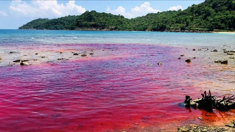 Kiên Giang: Thủy triều đỏ xuất hiện tại đảo Thổ Châu