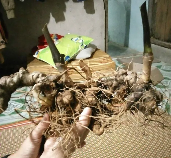 Củ sâm Ngọc Linh nặng 7 lạng, được ra giá 430 triệu đồng ảnh 1