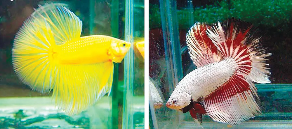 Kiếm tiền từ nghề nuôi cá betta ảnh 1