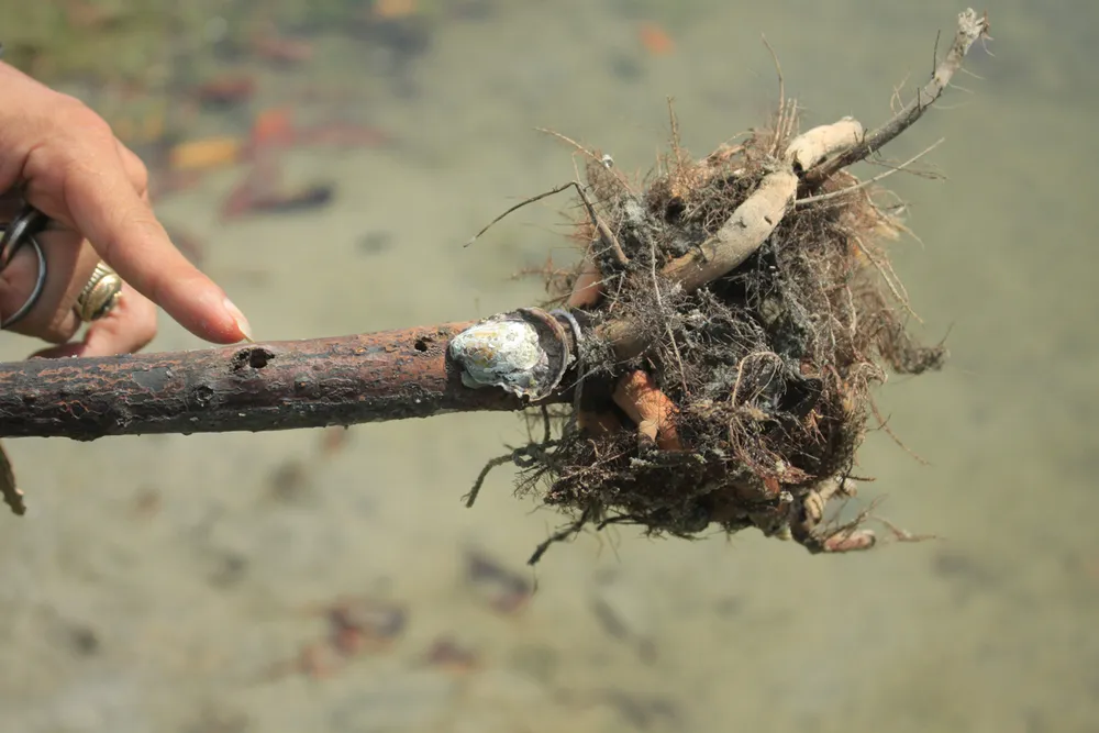 Vụ cây đước chết hàng loạt: Xác định loài sinh vật lạ gây hại ảnh 4