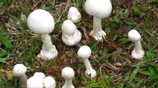 Ăn nấm trong vườn nhà, 13 người bị ngộ độc. Ảnh minh họa