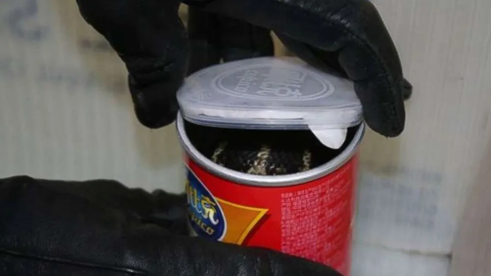 Buôn lậu rắn hổ mang chúa trong hộp khoai tây chiên từ Hồng Công sang Mỹ ảnh 1