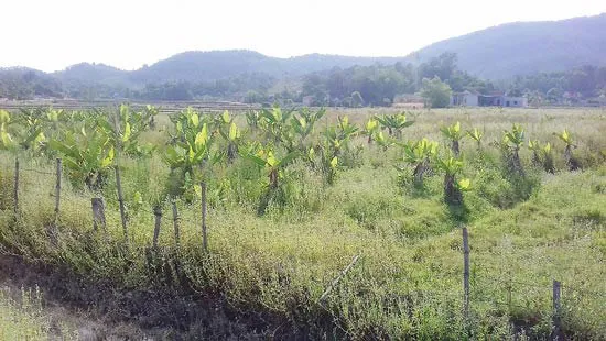 Đất trồng chuối của Công ty Globe Farm 