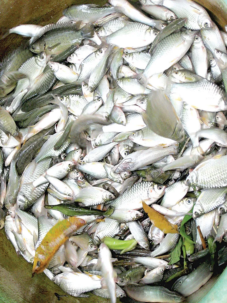 Mưu sinh mùa lũ ảnh 6