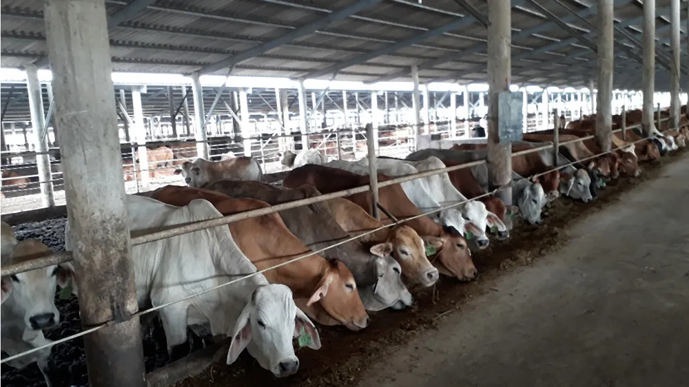 Đàn bò Úc được nuôi vỗ béo tại Công ty TNHH MTV  Huy Long An