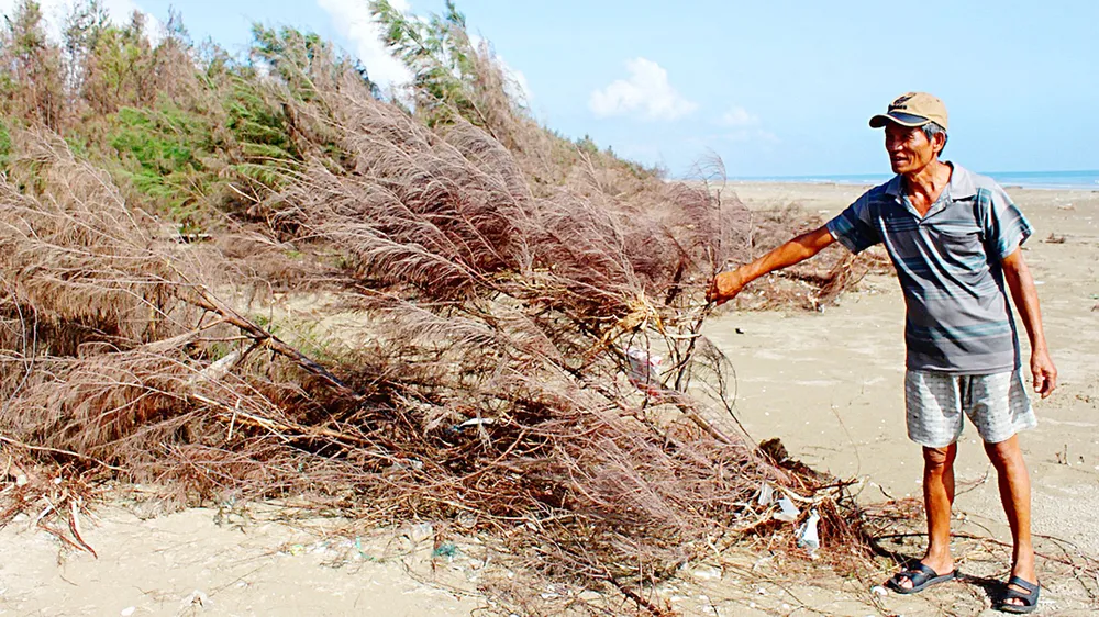 Hậu bão - nhiều nỗi lo về rừng  ảnh 1