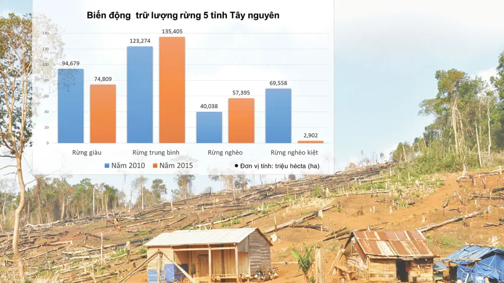 Bài 1: Rừng cộng đồng bị… “cộng đồng” phá! ảnh 1
