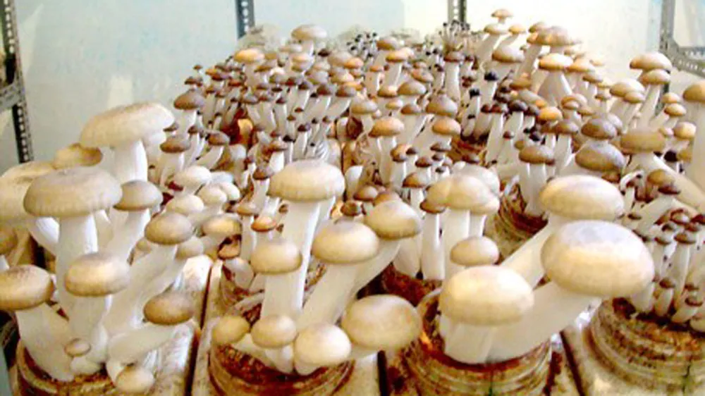 Trồng nấm đã trở thành một nghề mang lại thu nhập cao cho nông dân Việt Nam. (Ảnh minh họa)