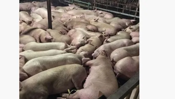 Cần  tăng mức xử phạt hành vi tiêm thuốc an thần cho heo (trong ảnh: Hàng ngàn con heo đang nằm li bì vì dính thuốc an thần)
