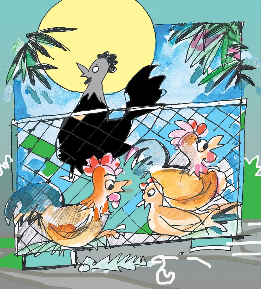 ​Cái chuồng gà ảnh 1